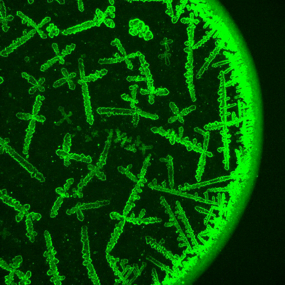 Complex film dynamic